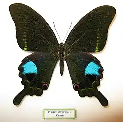P. p. f. decorosa — dorsal view