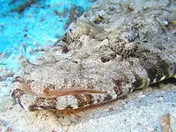 Detail of lappets over eyes