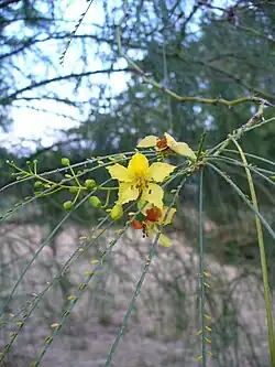 Palo de rayo (Parkinsonia aculeata)