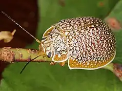 Paropsis dilatata