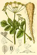 Pastinaca sativa (paprastasis pastarnokas) was a popular food before the appearance of potatoes. K.Donelaitis in his poem The Seasons promoted growing of parsnips.
