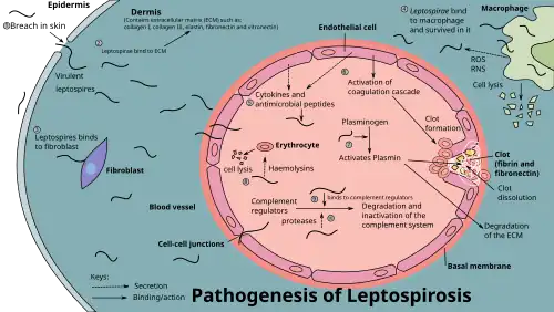 Diagram showing the pathogenesis of leptospirosis