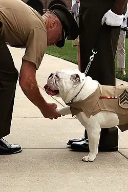 A white English Bulldog in a military uniform shakes paws with a man.
