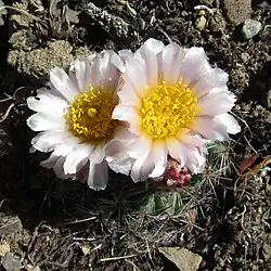 Nearly white flower form