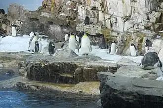 The Penguin House has some 250 birds.