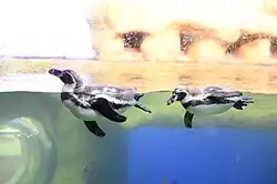 Humboldt penguins