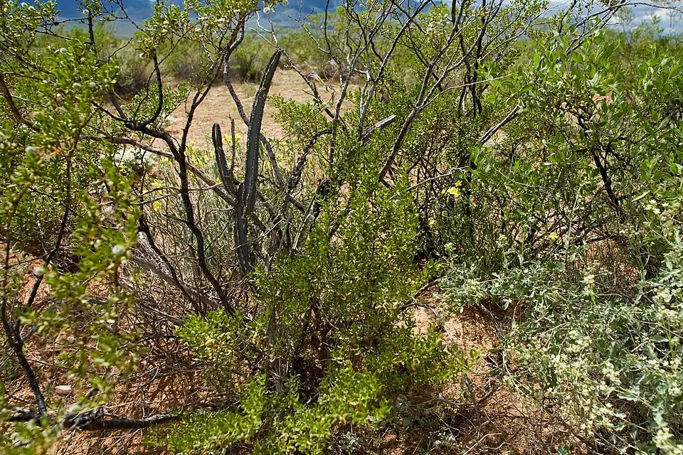 Peniocereus greggii, Hachita Valley south of Hachita, Hidalgo County, New Mexico