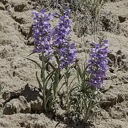 Flowers of Penstemon angustifolius