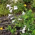 Flowers of Penstemon arkansanus