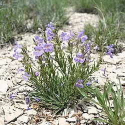 Flowers of Penstemon auriberbis