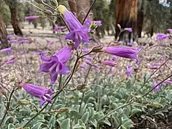Bright lavender flowers on narrow stems above a mass of ground hugging blue-green smooth leaves