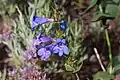 Flowers of Penstemon cyananthus