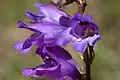 Flowers of Penstemon davidsonii