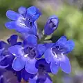 Flowers of Penstemon leonardii
