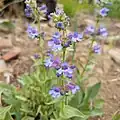 Flowers of Penstemon pruinosus