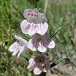 Flowers of Penstemon virgatus