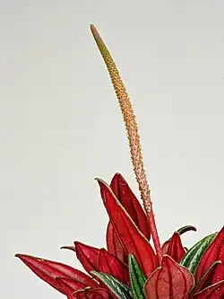 Tiny flowers (~1&nbsp;mm (0.039&nbsp;in)) on spike of P.c. 'Rosso'