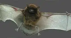 Brown bat