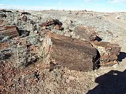 Petrified Wood