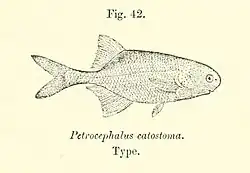 Illustration of species