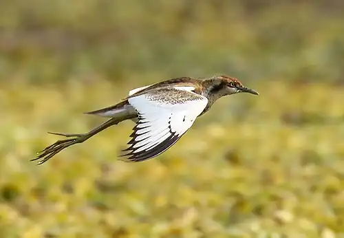 Non breeding plumage