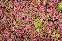 'Coccineum' has been in cultivation for over 100 years.