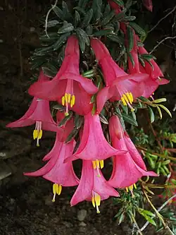 Flowers of Philesia magellanic