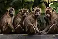 A troop of Philippine long-tailed macaque in Palawan