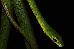 Green Bush Snake (Philothamnus nitidus) in Republic of Congo
