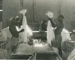 Manual selection of sisal fibers before washing