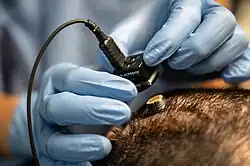 Participant in a brain-computer interface is Getting connected to a computer