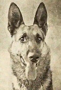 A black and white portrait photograph of a German Shepherd.