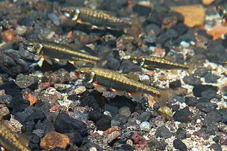 Reproductive colouration