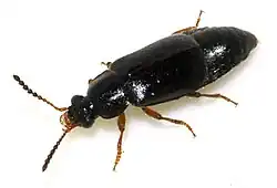 Phyllodrepa Thomson, 1859, species undetermined. Body length 3.3 mm without antennae.