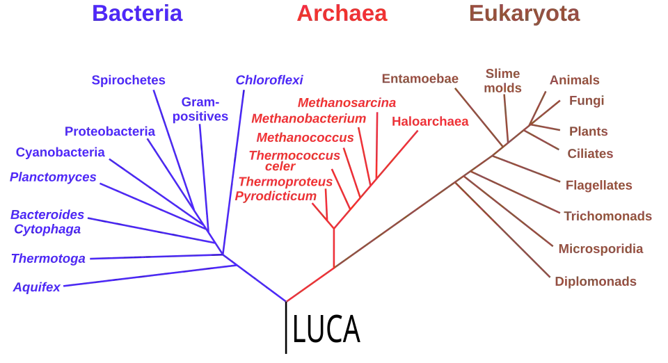 Phylogenetic tree showing the last universal common ancestor (LUCA) at the root. The major clades are the Bacteria on one hand, and the Archaea and Eukaryota on the other.