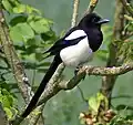 Eurasian magpie