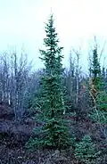Tree: black spruce