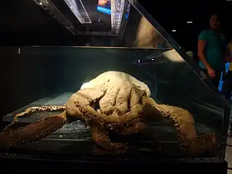 #240 (?/2/1980), Since 2009, the Plum Island specimen has been on loan to the Georgia Aquarium in Atlanta, where it is on display in the Cold Water Quest Gallery