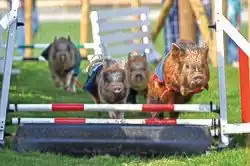 Pig racing at Pennywell Farm
