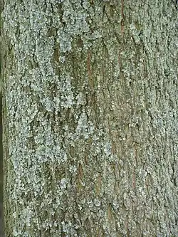 bark