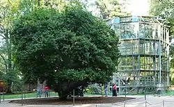 The camellia tree with its glass house