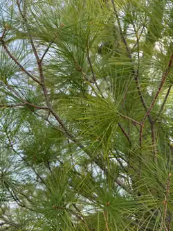 Pine needles