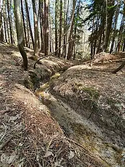 Pine trees and ravines dominate the central areas of the woodland