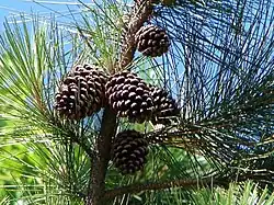 cone and foliage