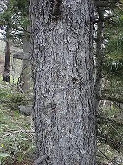 bark