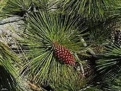 cone and foliage