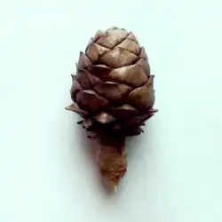 1 year old dormant Pinus pumila × P. sibirica cone