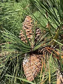 cone and foliage