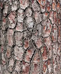bark