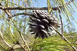 cone and foliage